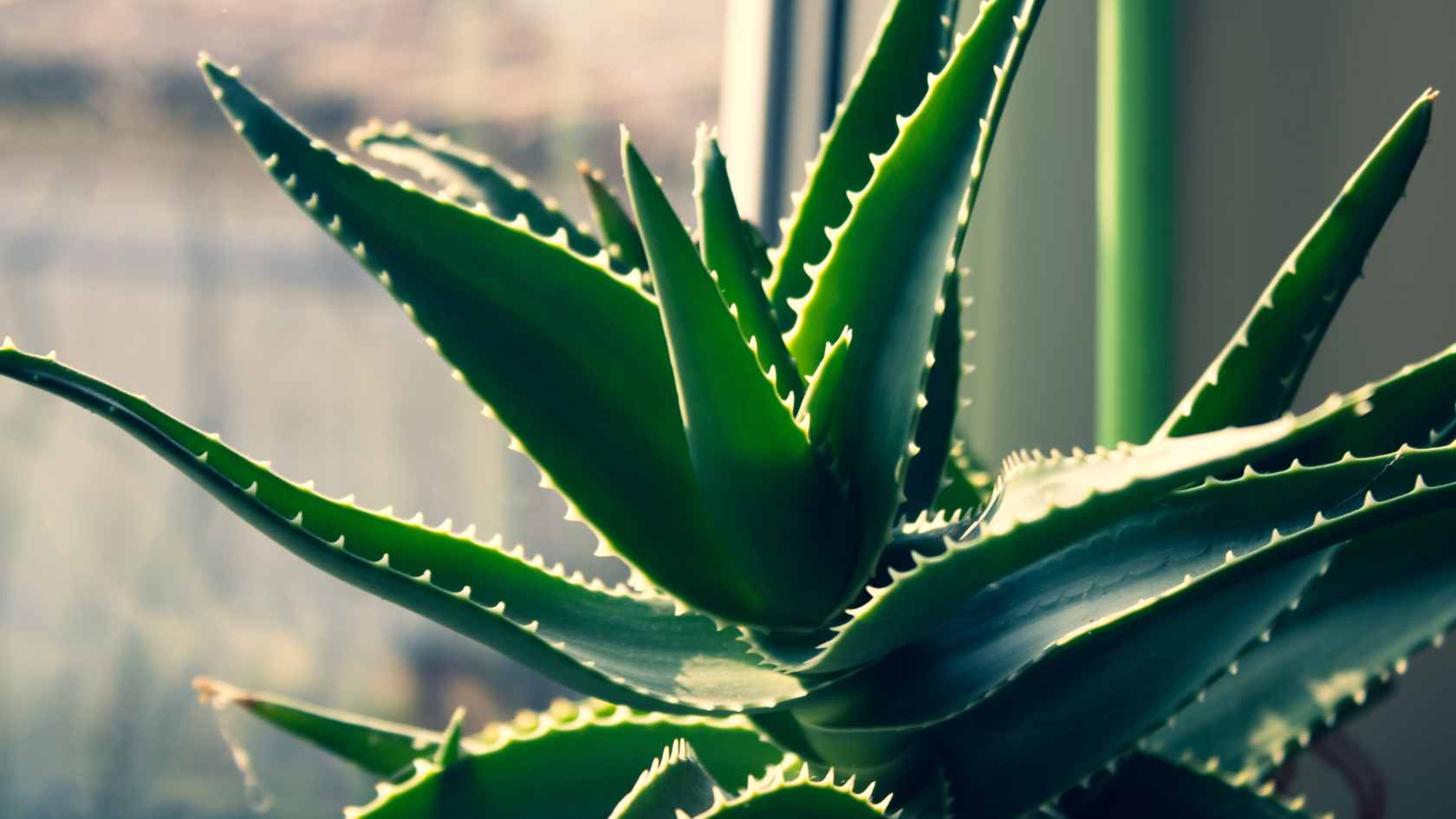 Aloe-Vera 